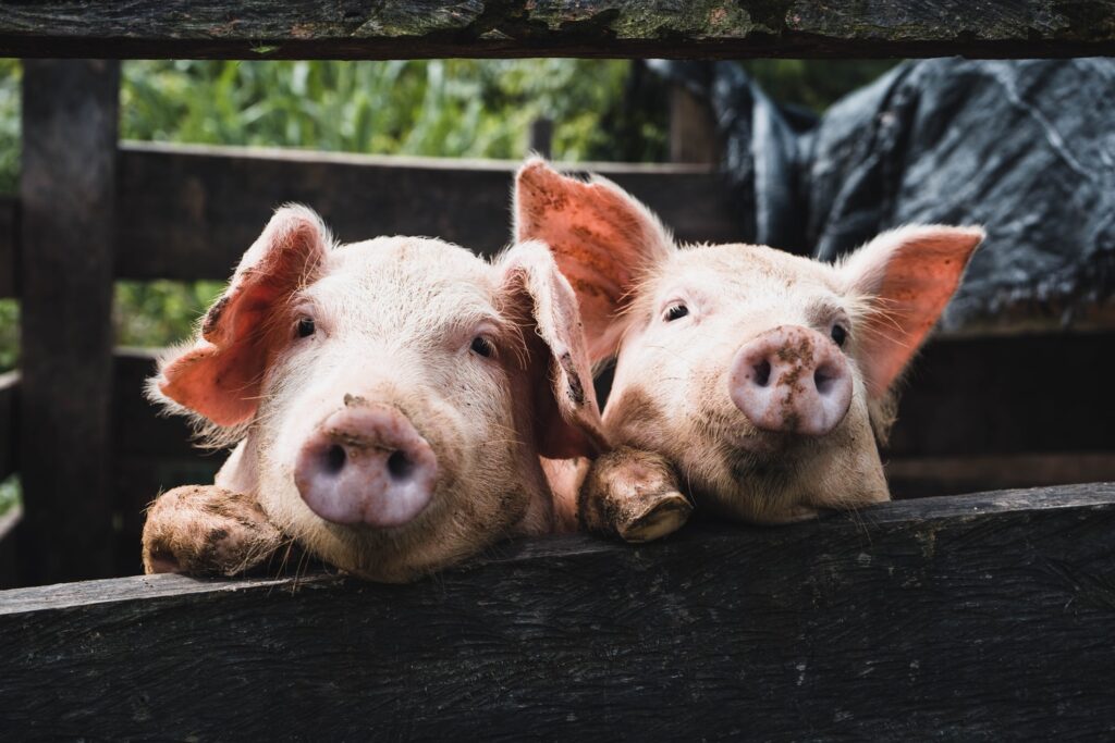 pigs farming 