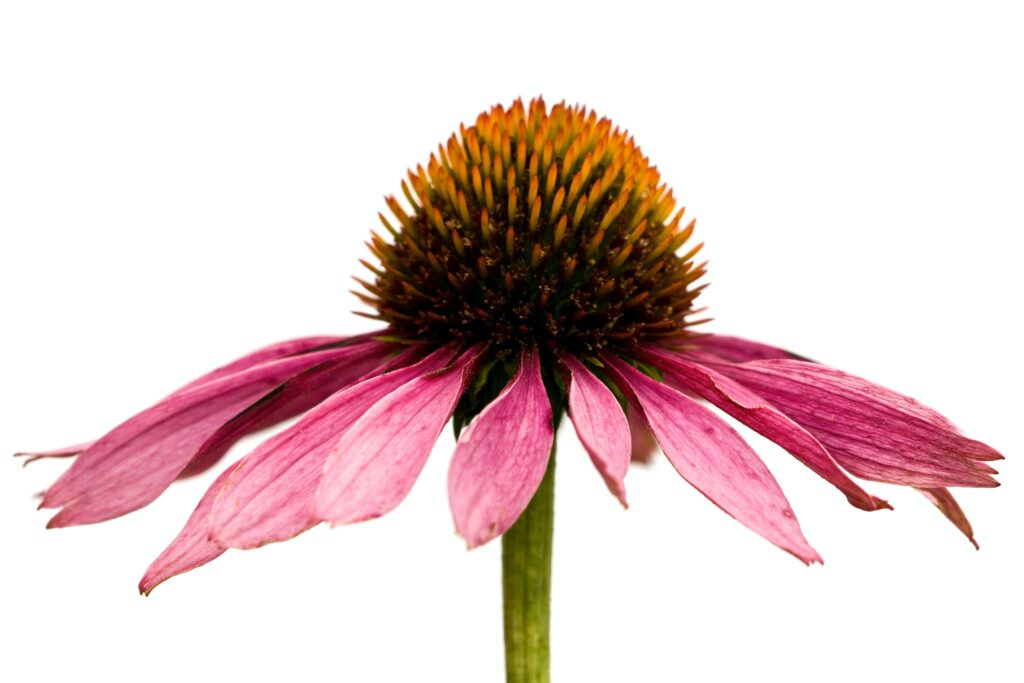 Echinacea flower